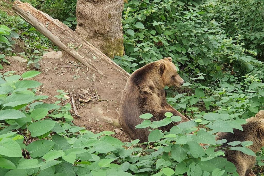 Black Forest Kuckucksnest Schönwalde Zewnętrze zdjęcie